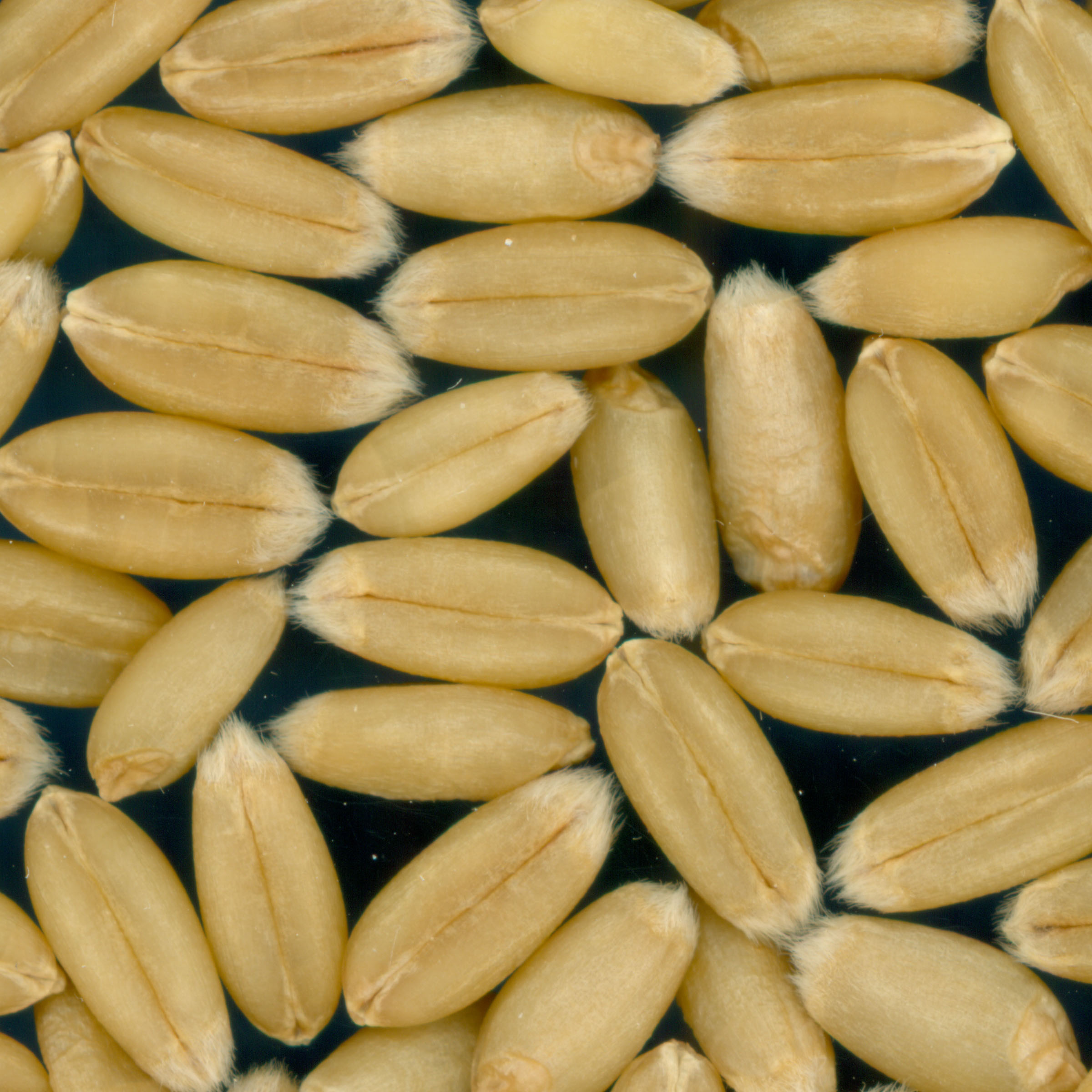 Click for 3 image(s) for this accession. KERNELS
